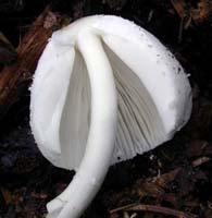 Lepiota cepastipes.